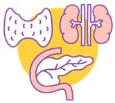 endocrinology